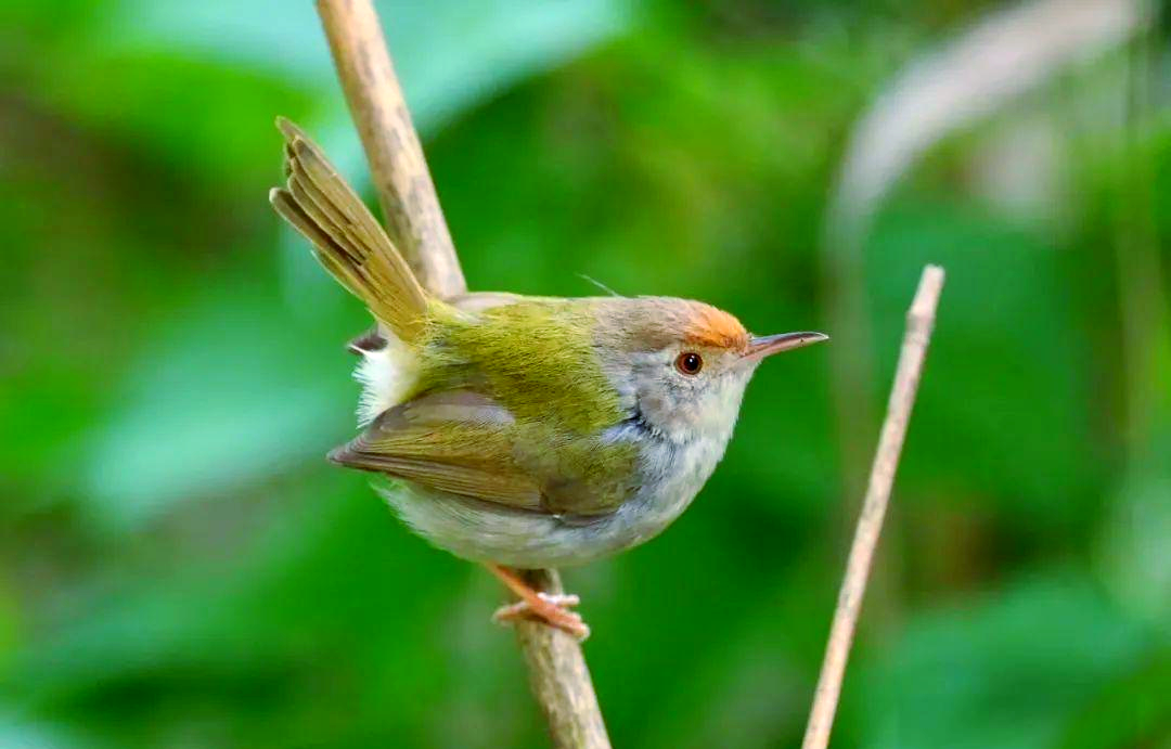 长尾缝叶莺:鸟界中的"裁缝"专家