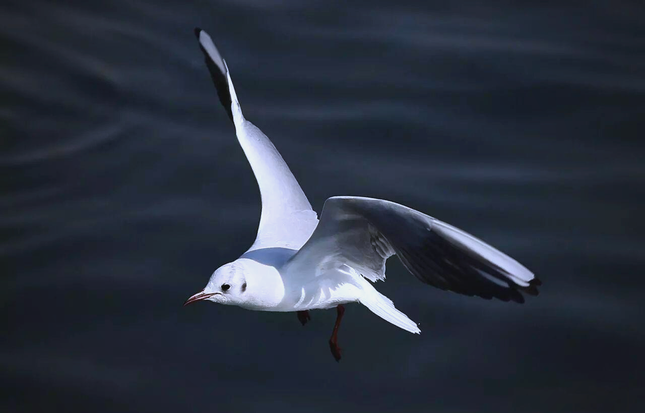 海鸥乔纳森的孤独飞行探索与归宿