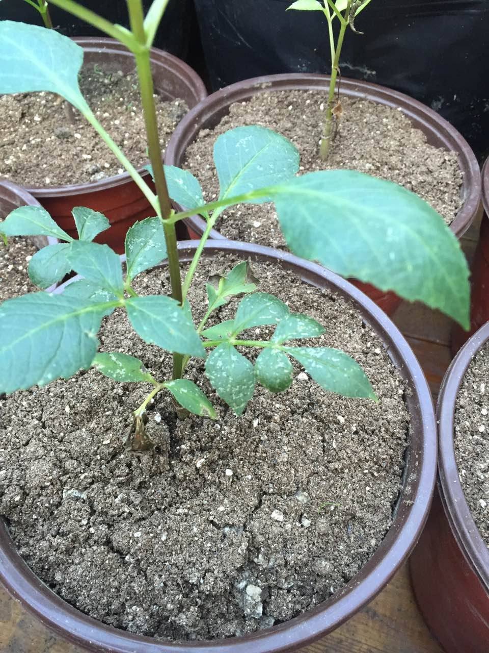 6月,扦插一盆大丽花,9月就能满盆开