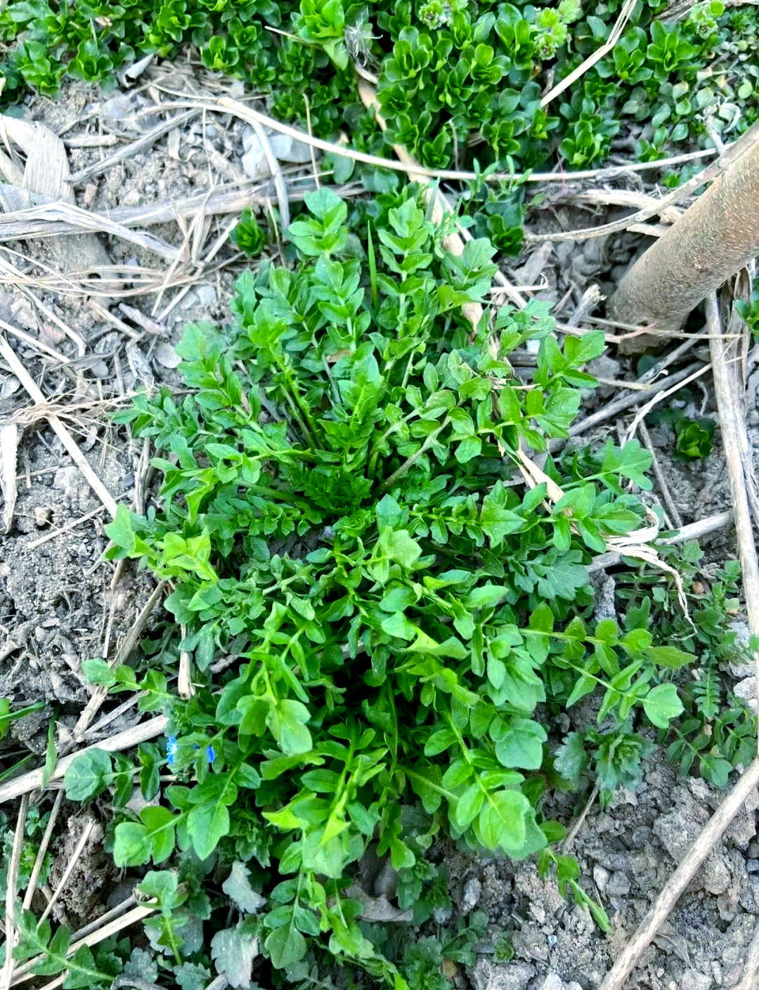 农村的野生荠菜,被誉为"三月三的灵丹",备受农民和城市居民的喜爱