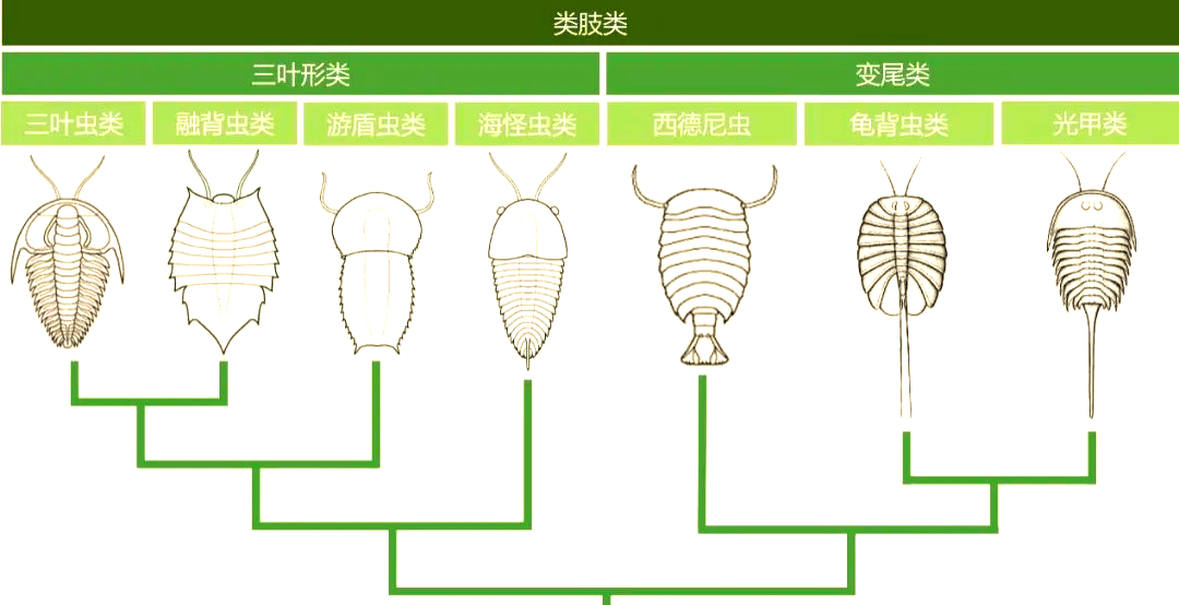 类肢类节肢动物新研究:澄江动物群的多样性与系统分类