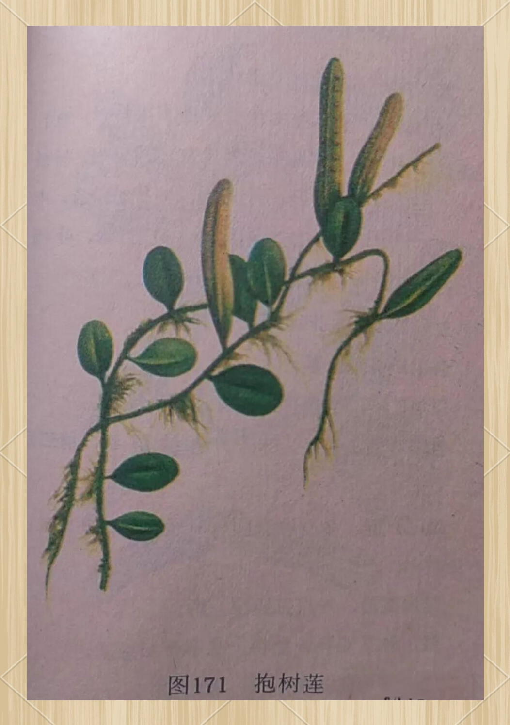 抱树莲:闽南乡村的神秘草药传奇