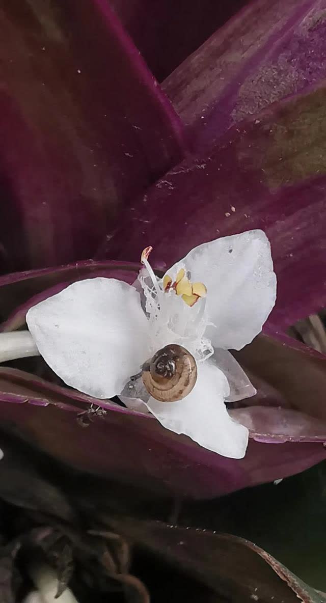 紫背万年青花