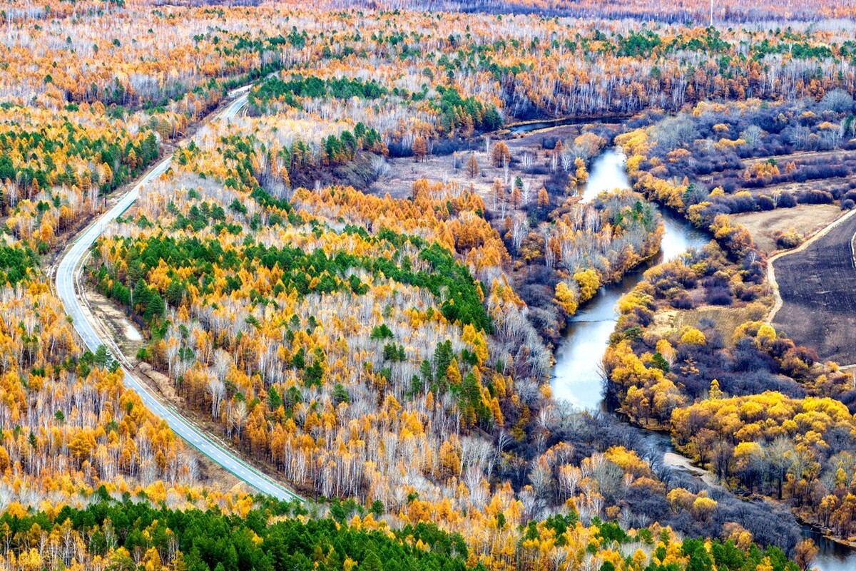 黑龙江大兴安岭原生态白桦林如梦似幻