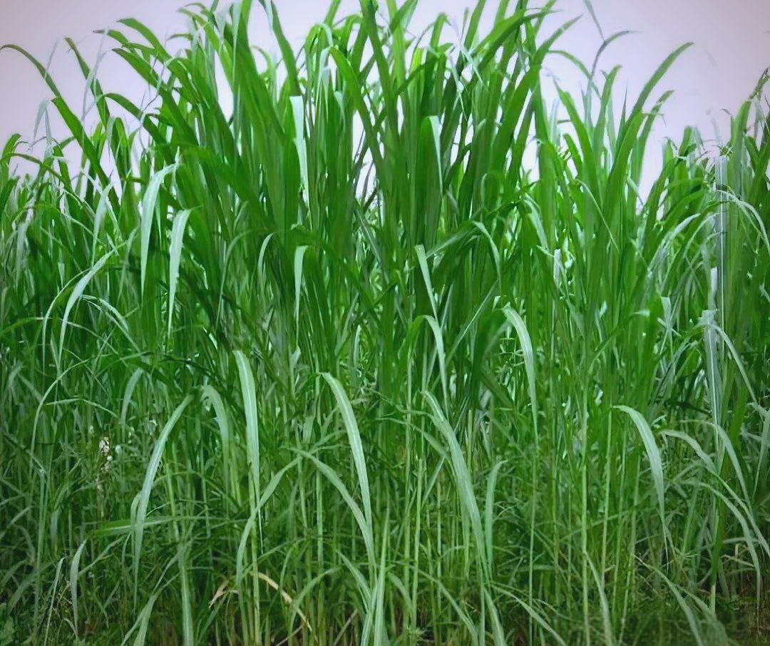 皇竹草的营养与生长优势,生态建设新宠