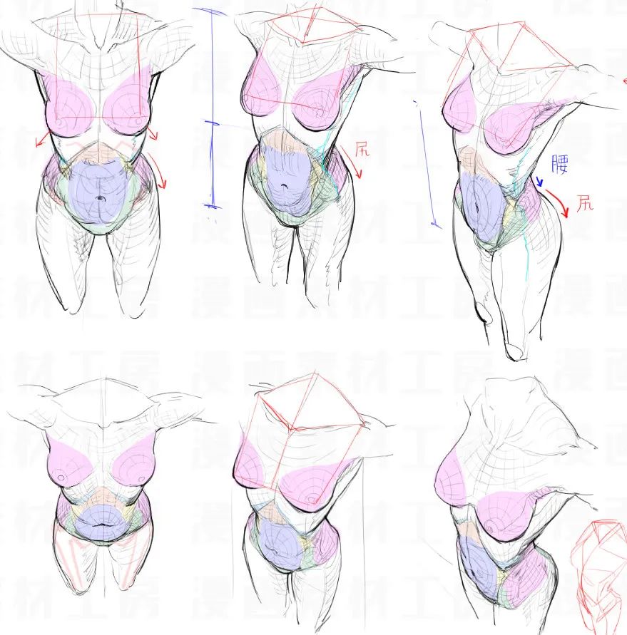 「素材库」女性の胸部参考图(第三十九期)