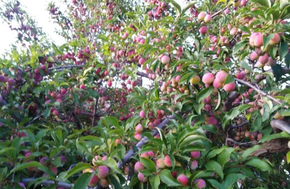 李子树第一次打药什么时间