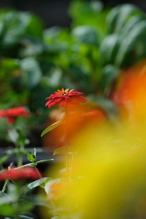 最美花季上演,一座看九十九遍都不會膩的寺院