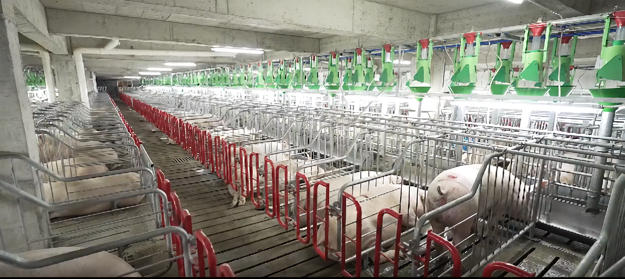 "高楼养猪"成新宠 广州北欧农场负责人凌霄德:高楼养猪模式节约土地