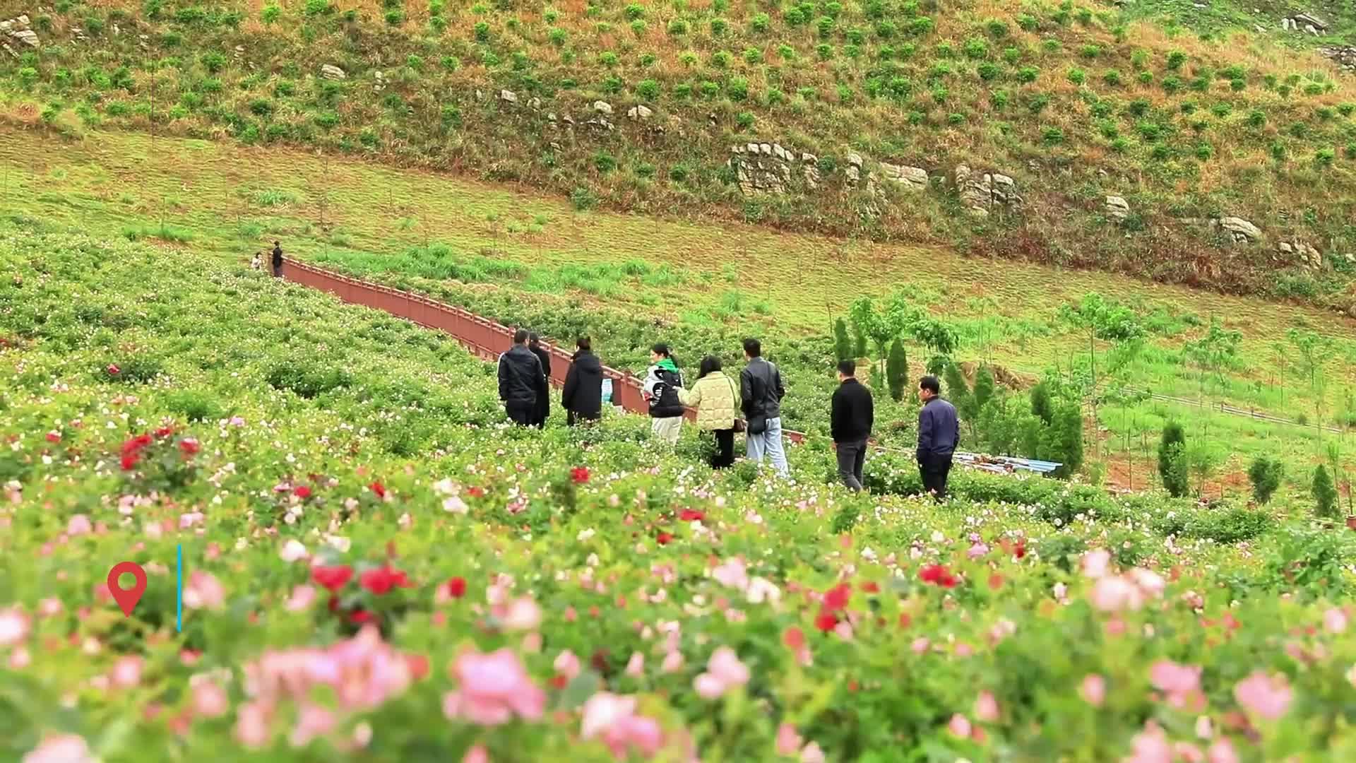外地游客在湖南|锡矿山花海,10万游客赏景无忧
