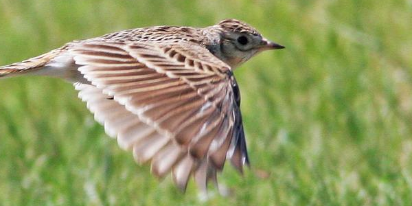 致云雀每节赏析