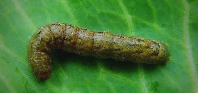 幼虫阶段的老熟甜菜夜蛾,体长大约为22毫米