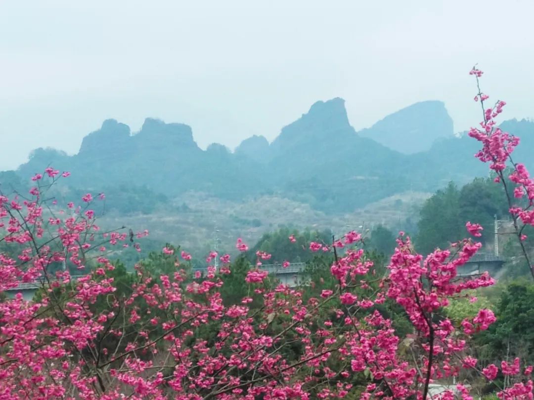 浈江樱花公园图片