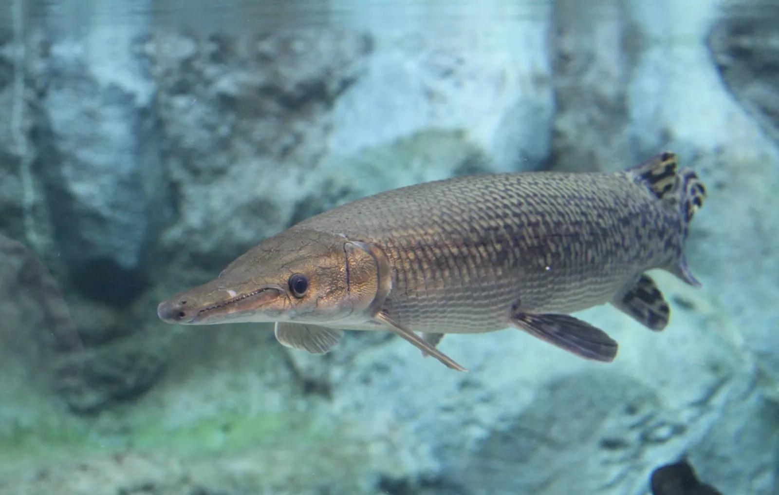 食人鲳,清道夫和鳄雀鳝哪个更厉害?把它们养在一起会怎样?