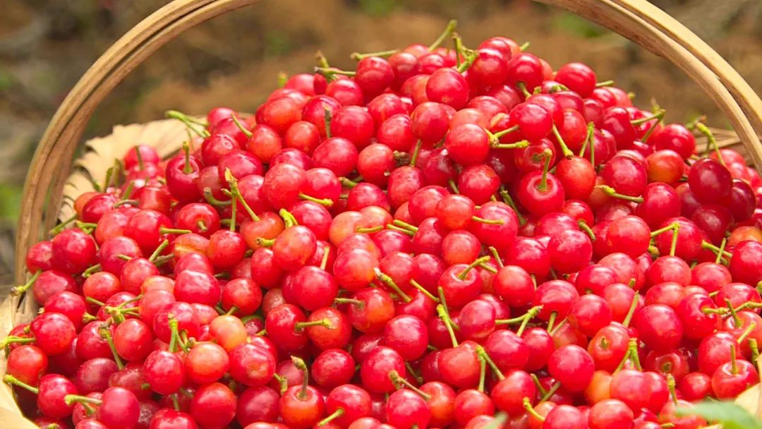 龙街镇龙河村:8000亩樱桃"红"遍山 果农增收笑开颜