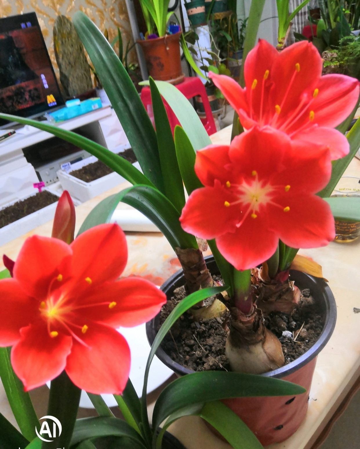 你的阳台还缺花吗?养棵"紫根兰",多季有花看,美丽又好养!