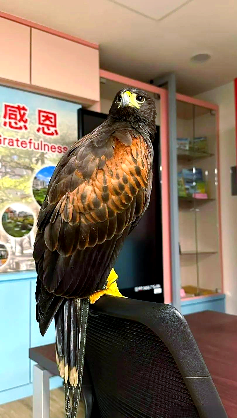 猛禽哈里斯栗翅鹰如何成为环保驱鸟的先锋
