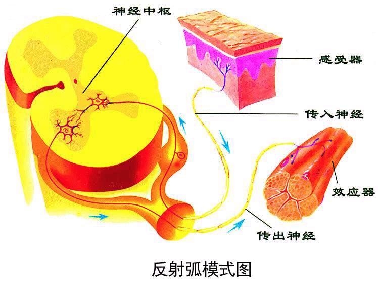 不可不知的生物学知识 初中生物30个重要概念大盘点