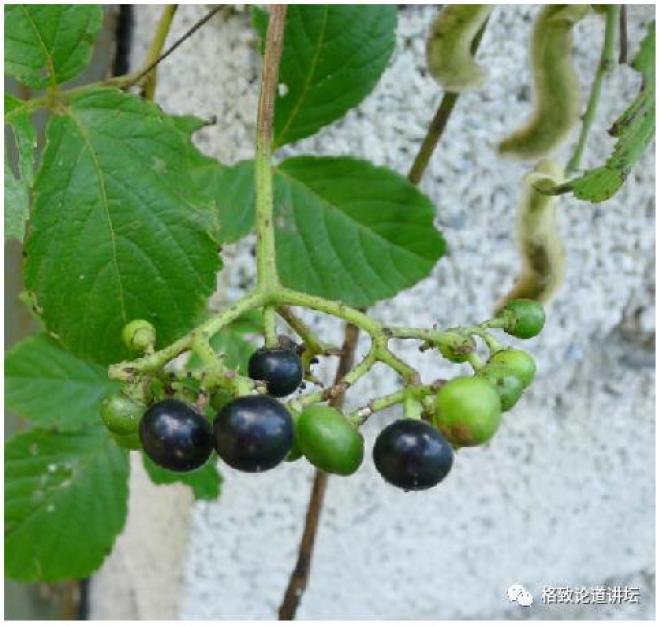 我摘下这个粉色小果想尝尝,结果剥到一半手就肿了