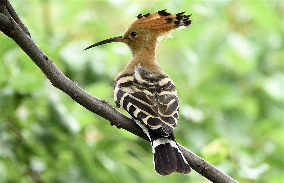 神农架出现一对山和尚,雄鸟见雌鸟不在家孵卵,飞走不给雌鸟虫吃