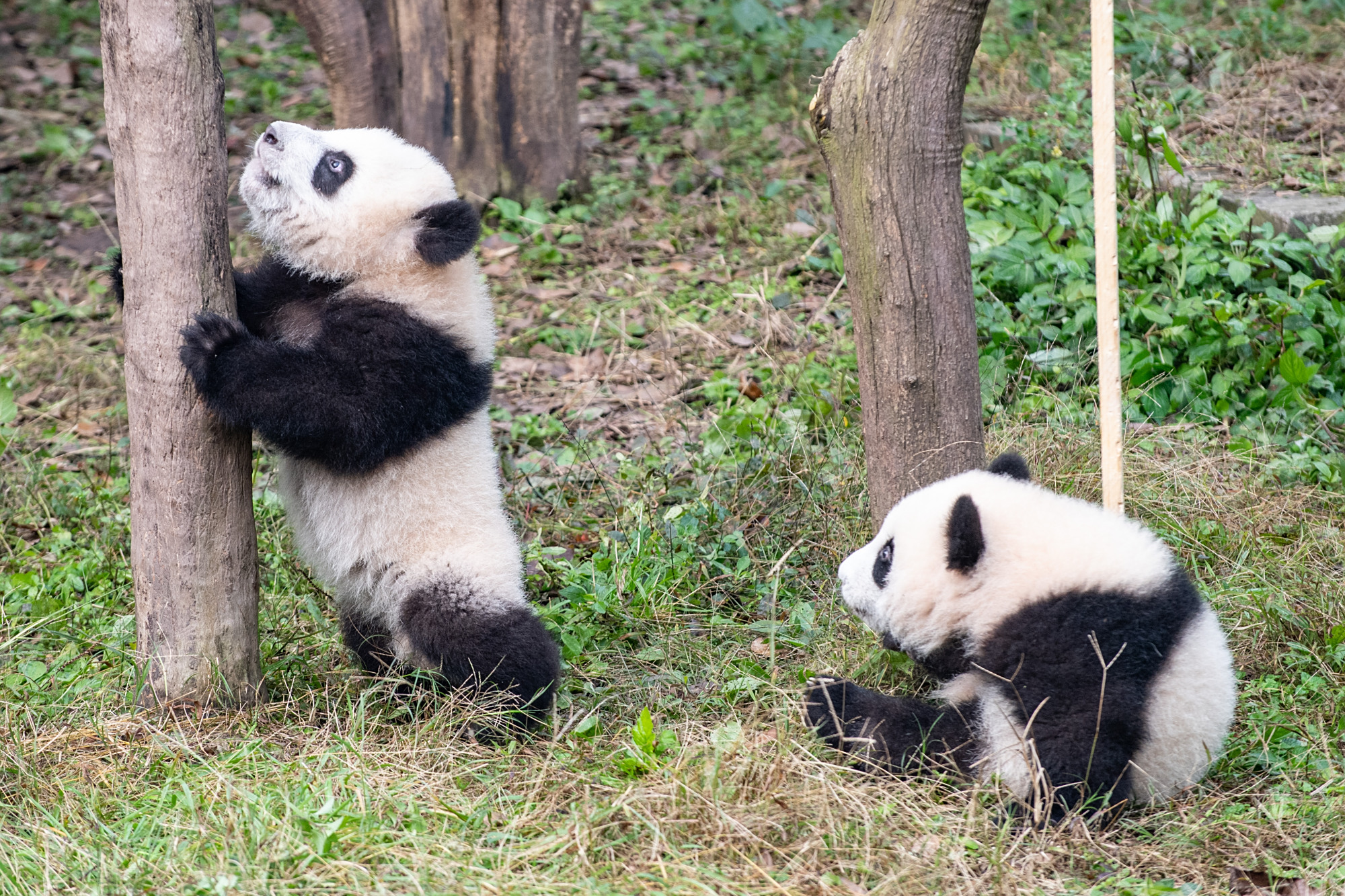 重庆动物园为两对大熊猫双胞胎宝宝举行命名活动