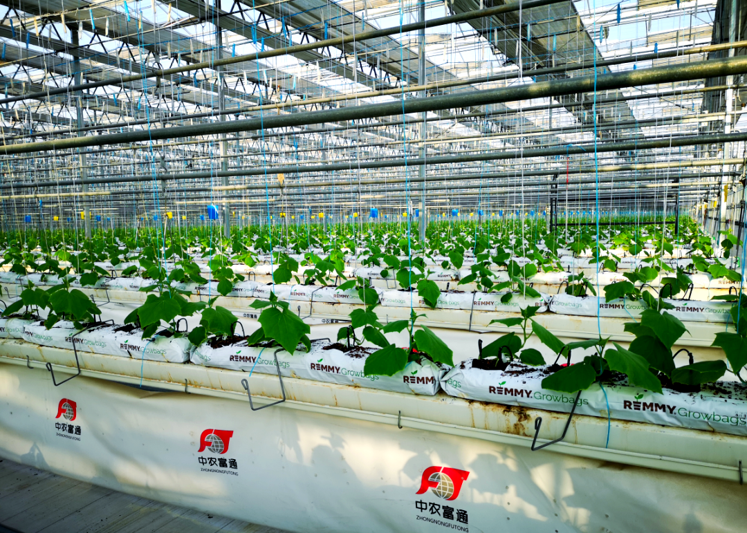 智慧农业温室大棚:引领农业现代化,掀起新一轮农业革命浪潮