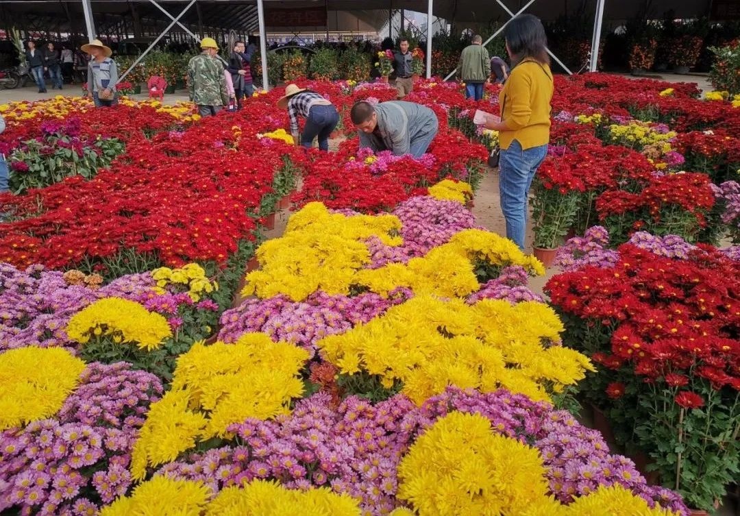 顺德年花年桔批发基地图片