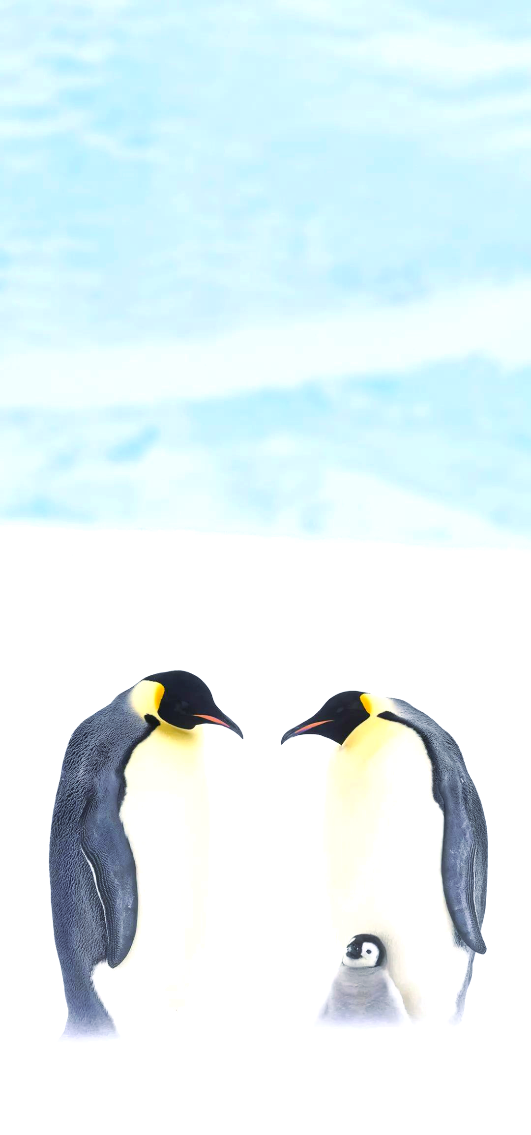 35张萌系动物壁纸,为手机注入活力