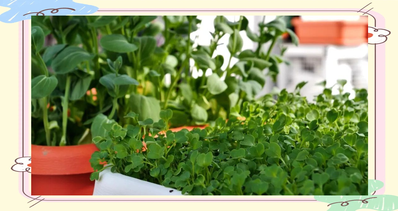 花仙子万花园:现实中的梦幻花卉天堂