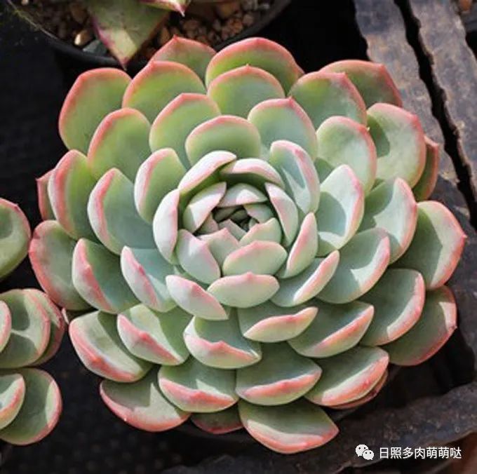 喜欢多肉植物的你,选这5种月影系美女不会有错,一个比一个漂亮