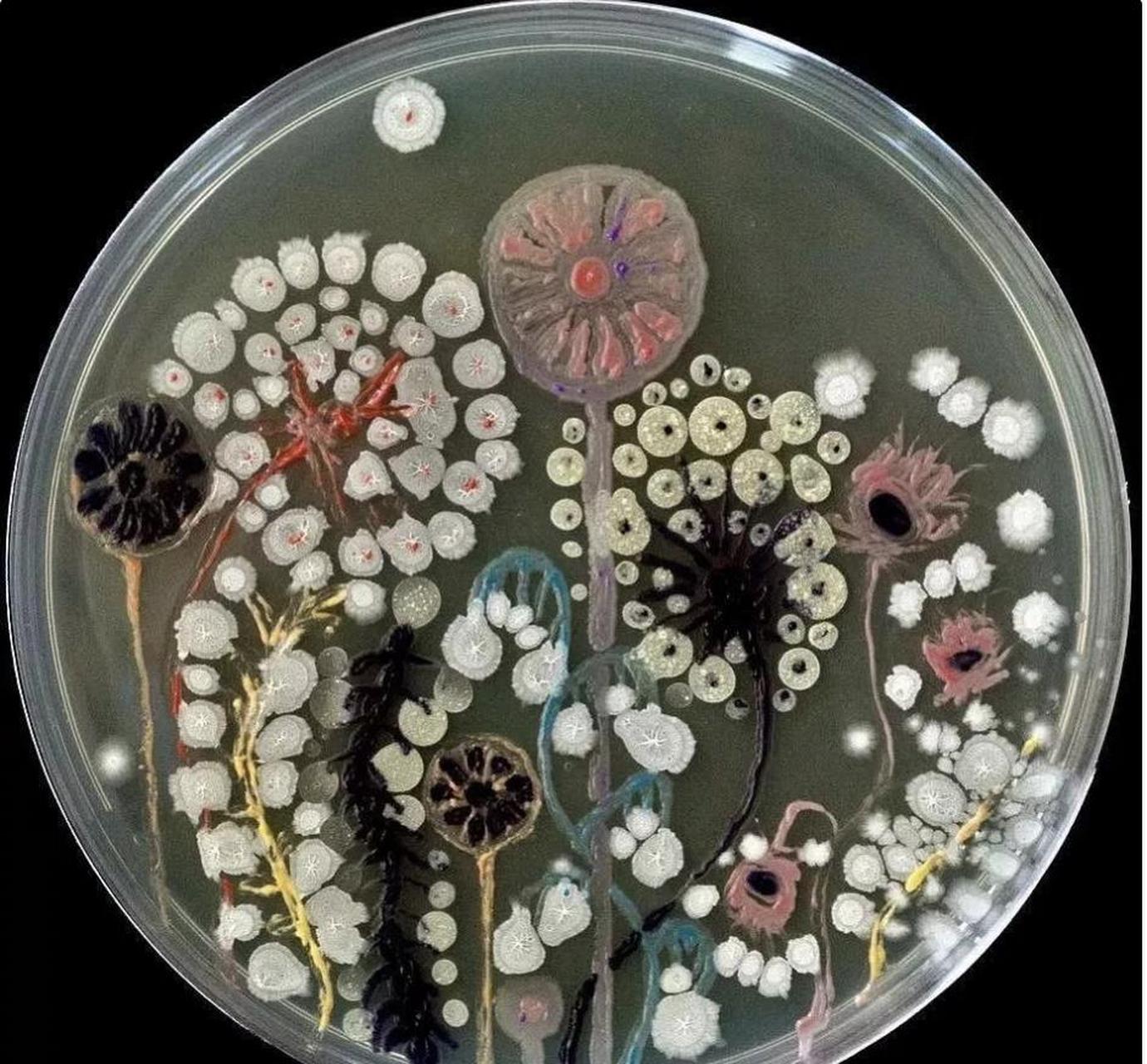 一周愉快!细菌画