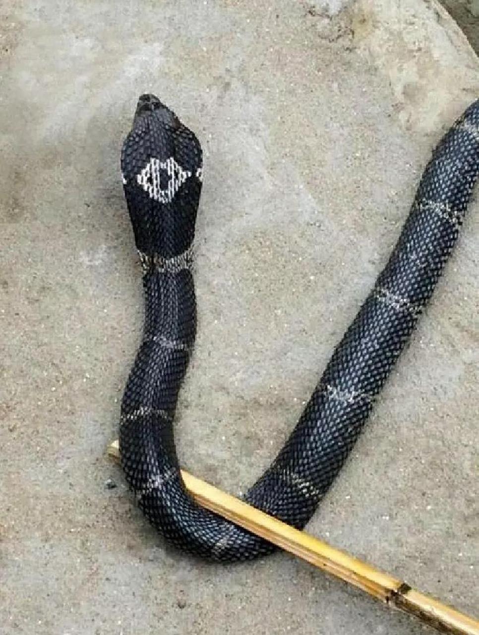 昨天,广东茂名,一53岁男子在厨房里面被毒蛇咬了,当他被送到医院的