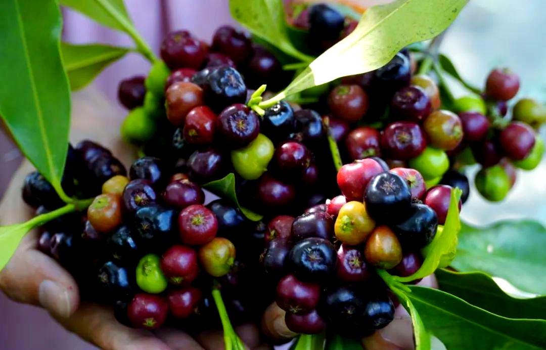 弯心果:从野果到美化环境的华丽转身