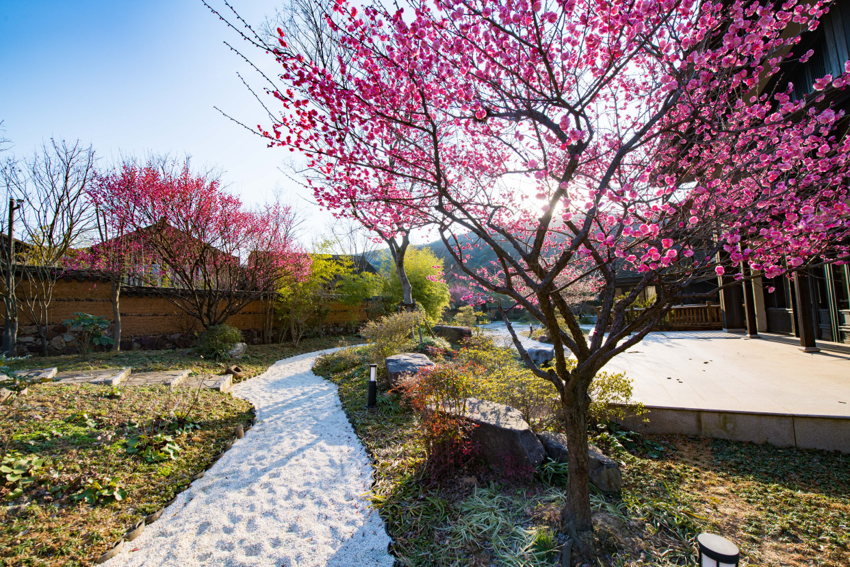 看过这三棵梅花树,无锡的赏梅季,才称得上圆满