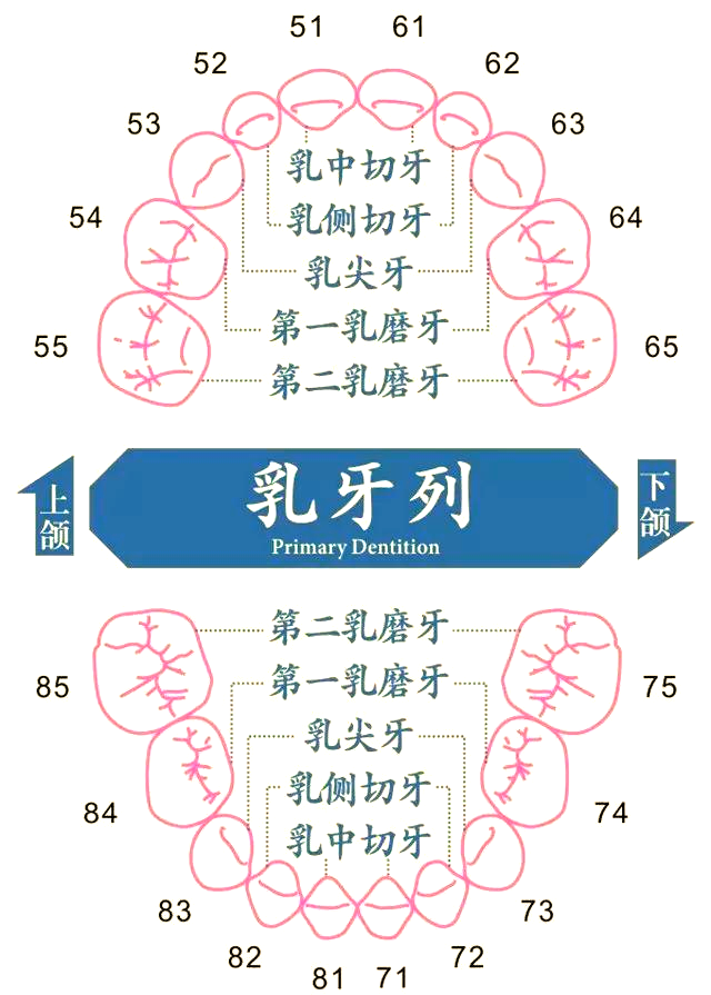牙位名称记忆法在理解下颌乳牙的深层意义后,我们进一步来掌握其具体