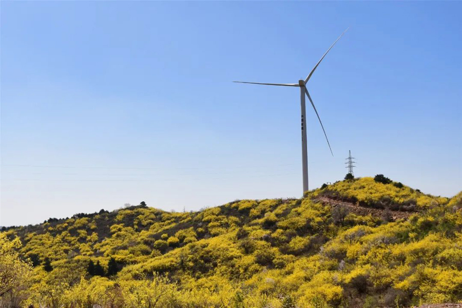 步步皆景!长子县发鸠山漫山金黄惹人"醉"