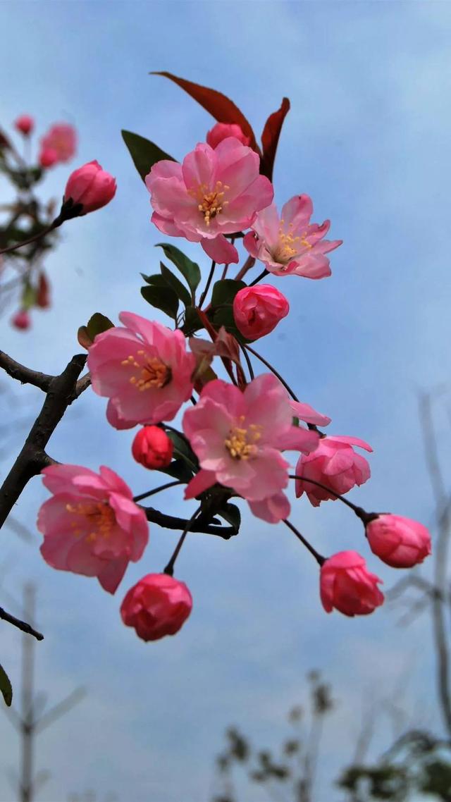 海棠花壁纸,海棠花繁茂华丽,色彩鲜艳