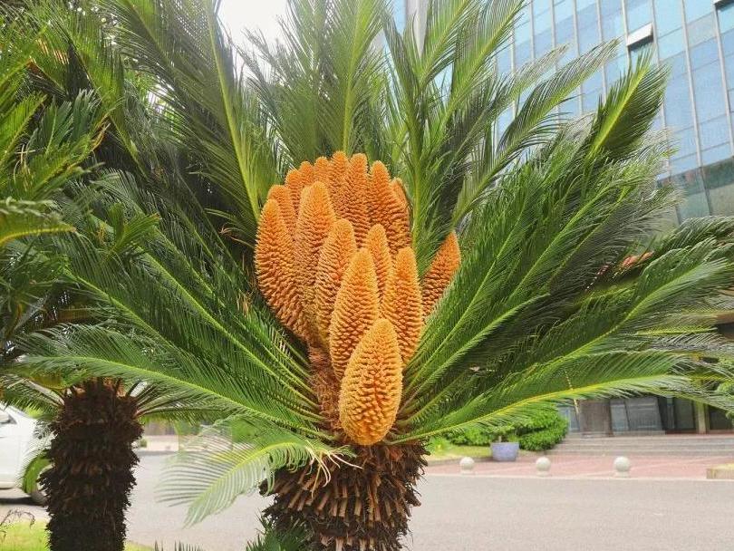 罕见!四川攀枝花西区一株苏铁开出19枚花