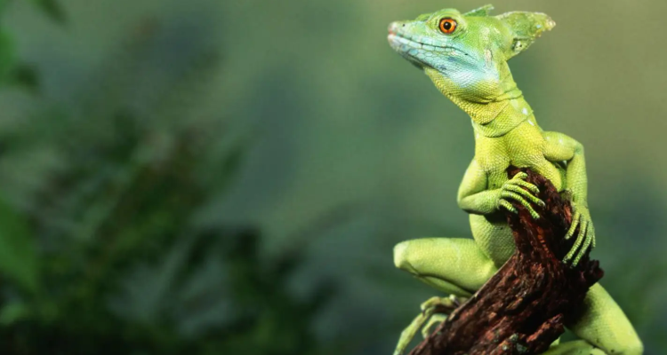 又无影来又无形打一动物