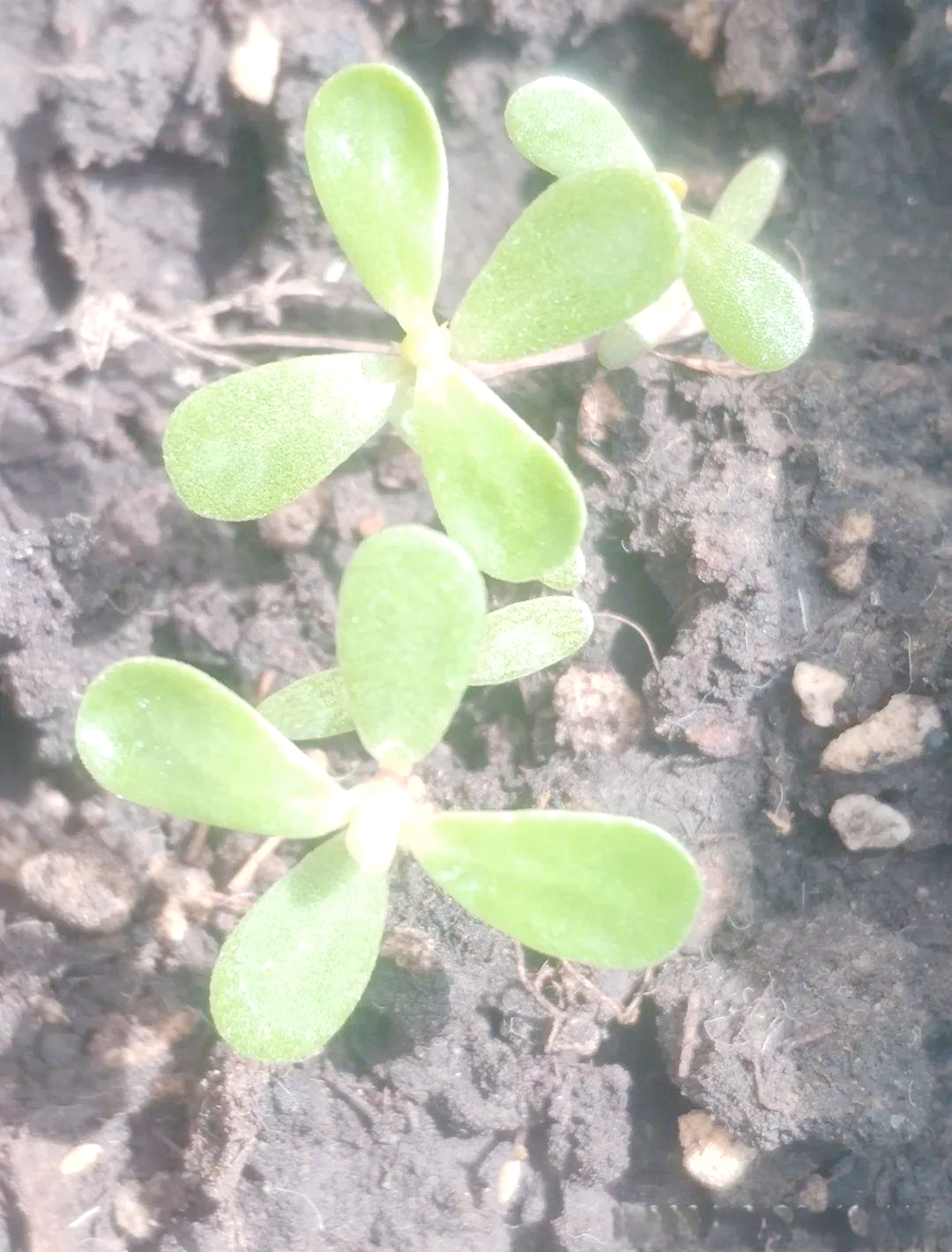 自然笔记:马齿苋种子的奇迹,展现生命的奋斗与辉煌