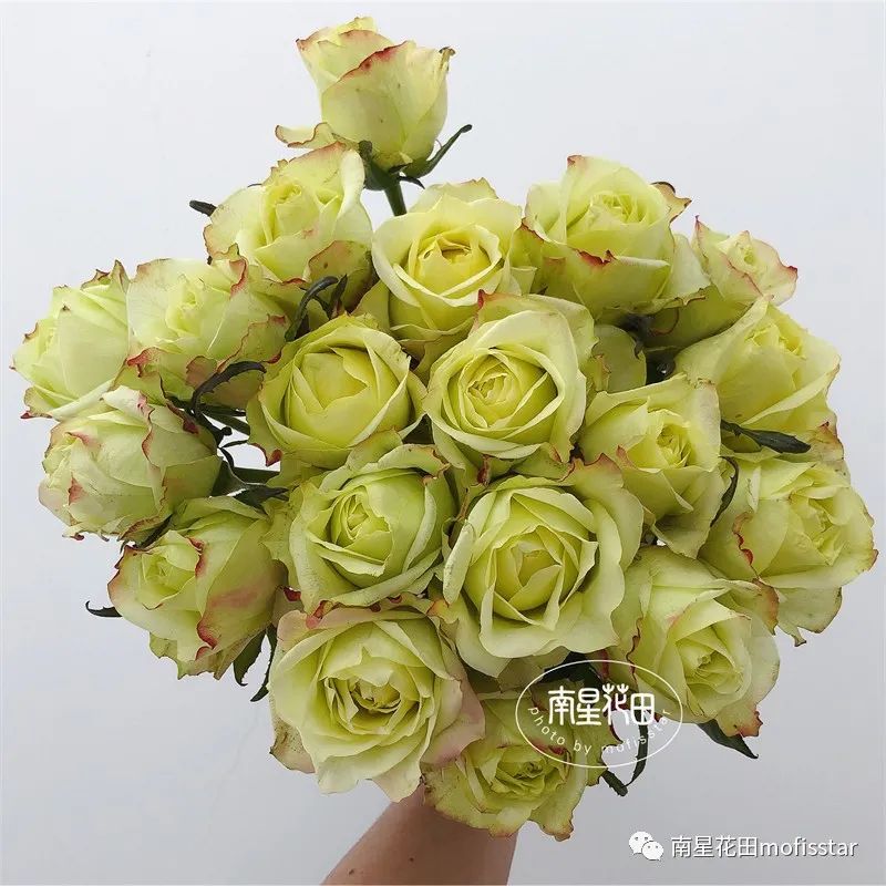 绿韵玫瑰 · 别致红配绿