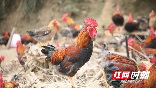 爱心助农丨新田:贫困村2000多只土鸡滞销盼买主