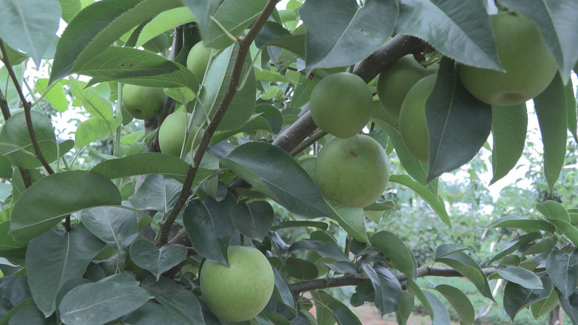 成武:夏季早梨抢鲜上市 果农增收喜上眉梢