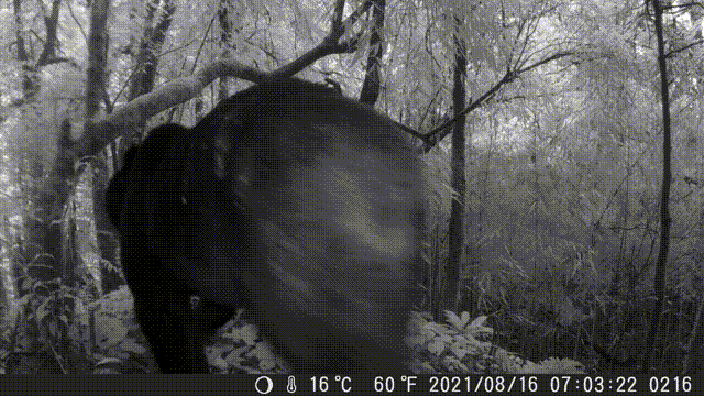 红外相机拍到的水鹿