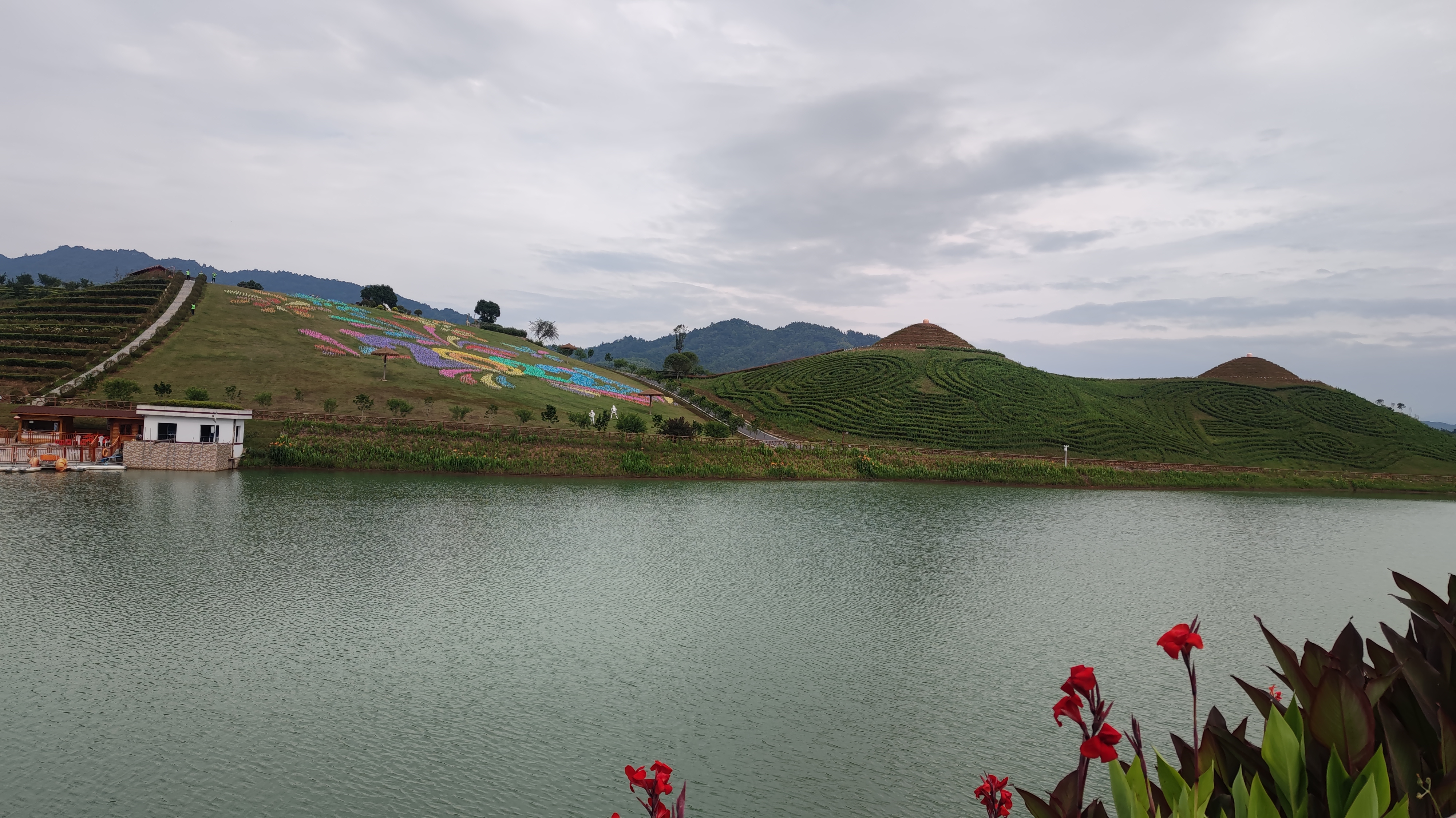 湖南华莱茶香花海图片