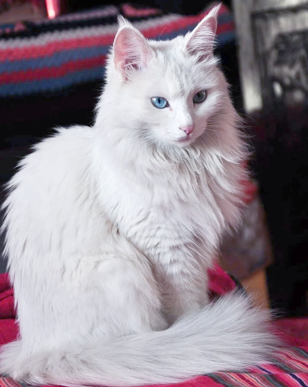 山东狮子猫:美貌与霸气并存,异瞳珍品引瞩目