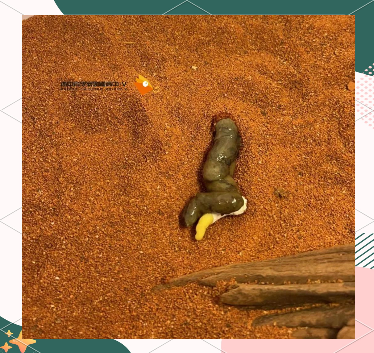 铲屎官必读:鬃狮蜥便便形态解析与健康指南