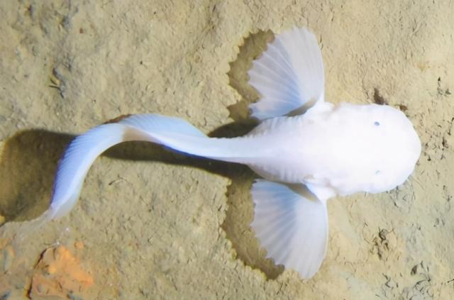 我国仿生软体机器鱼,全球首次打卡"著名景点"马里亚纳海沟