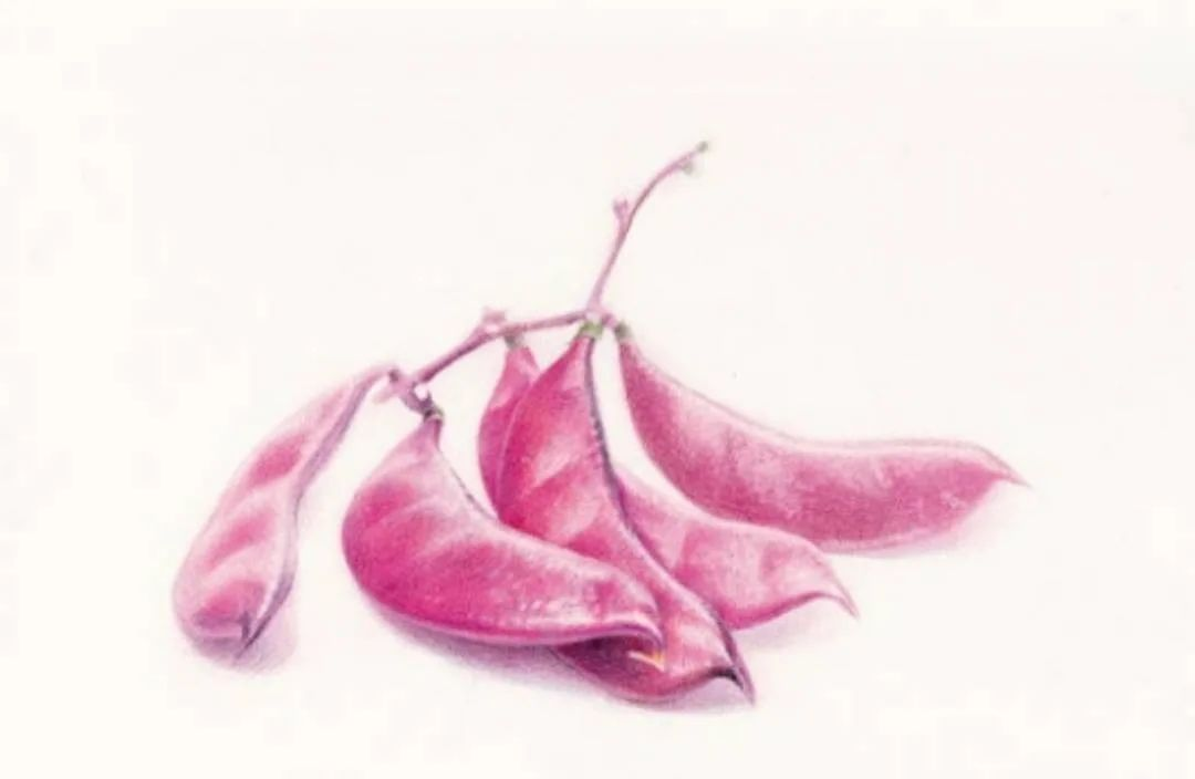 彩铅教程|美味紫豆角