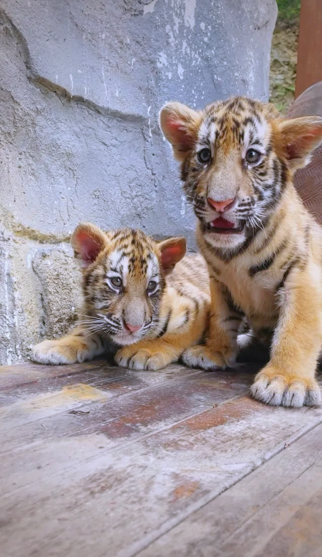 虎崽幼儿园盛大开放,众多珍贵动物幼崽亮相!